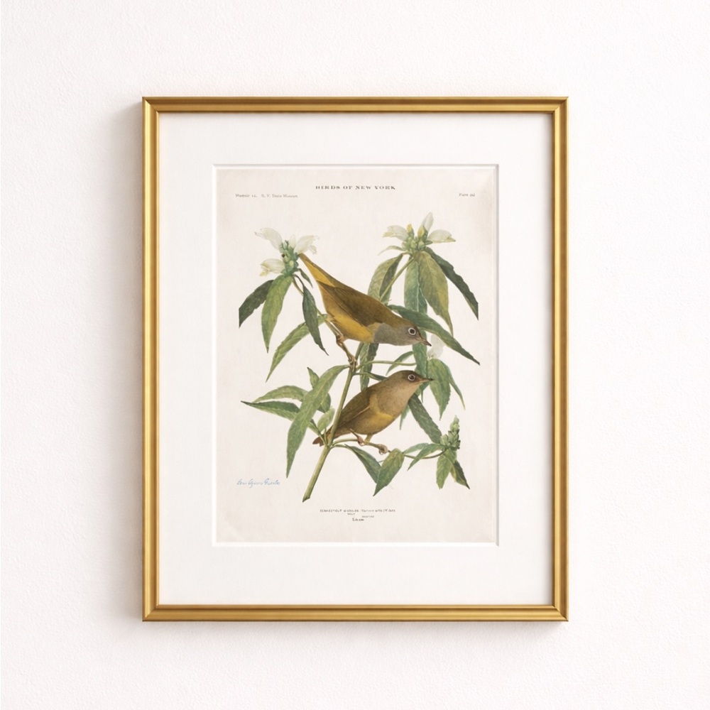 🖤5/$25 Antique Ornithological Bird Print Original